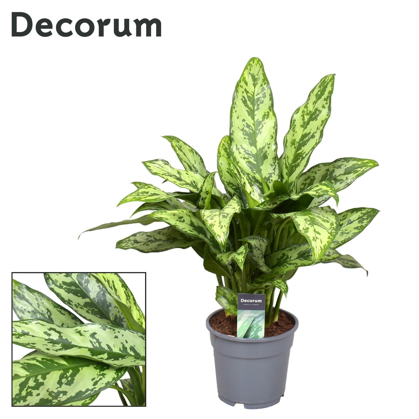 Aglaonema Romeo – Pflegeleichte, luftreinigende Zimmerpflanze Ø17cm