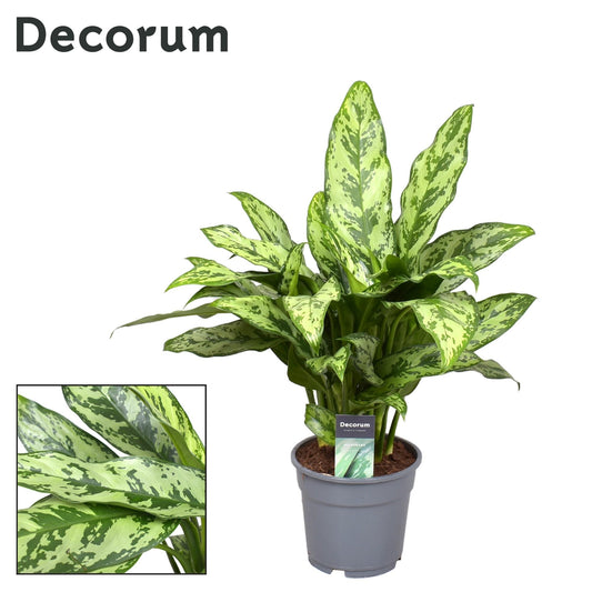 Aglaonema Romeo – Pflegeleichte, luftreinigende Zimmerpflanze Ø17cm
