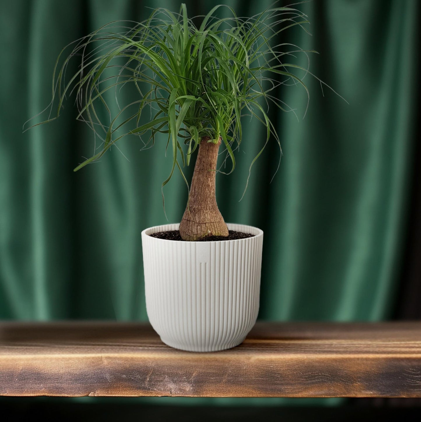 Elefantenfuß 'Maya Palm' – 70 cm pflegeleichte Zimmerpflanze