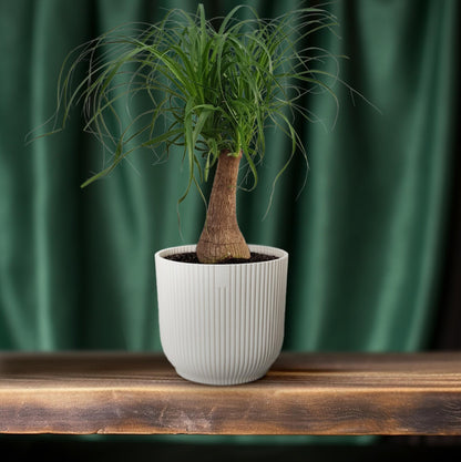 Elefantenfuß 'Maya Palm' – 70 cm pflegeleichte Zimmerpflanze