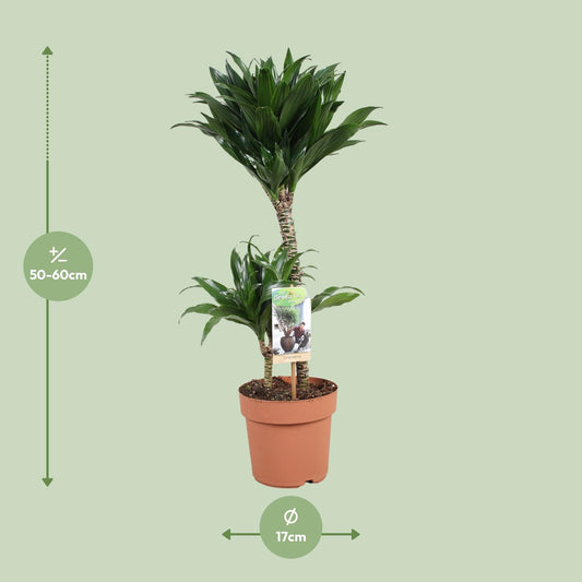 Dracaena Compacta – Kompakte & pflegeleichte Zimmerpflanze Ø17cm