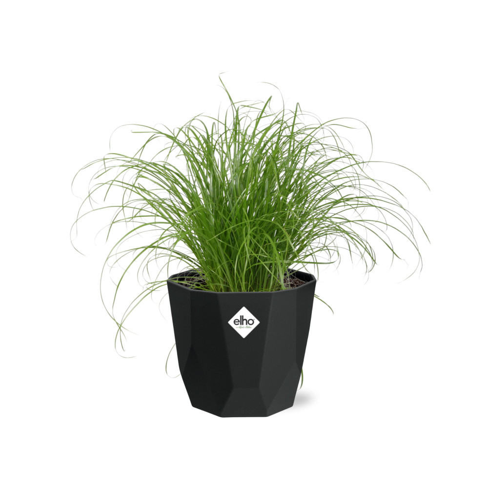 Schirmgras Cyperus alternifolius Zumula in 14cm Topf