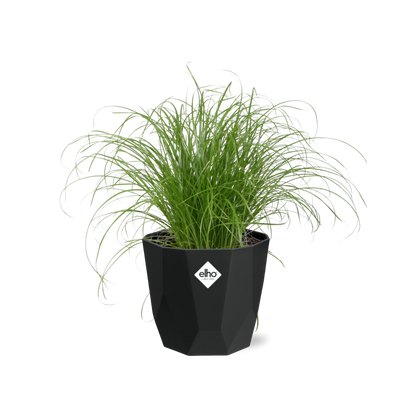 Schirmgras Cyperus alternifolius Zumula in 14cm Topf