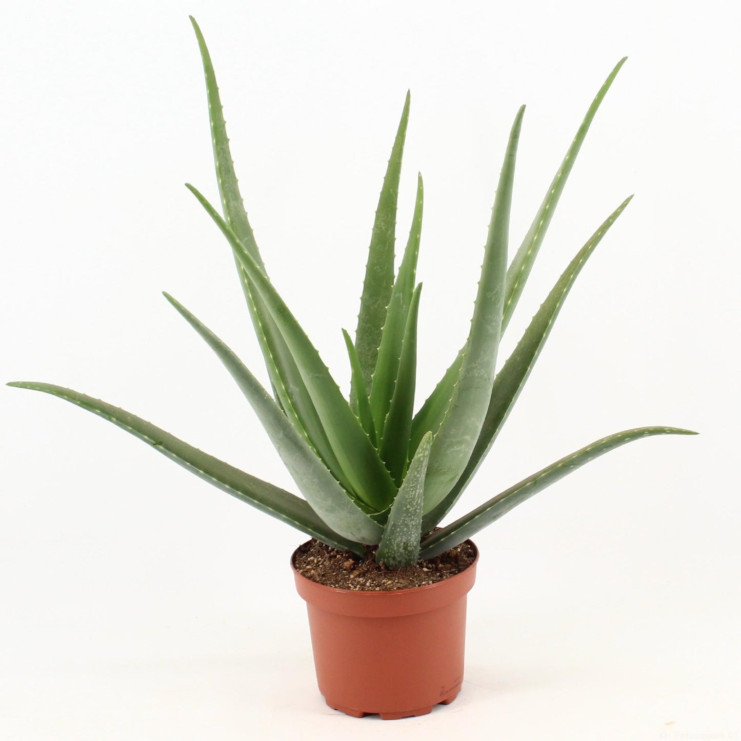 Aloe Vera - Pflegeleichte luftreinigende Zimmerpflanze Ø19cm