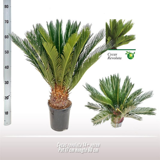 Cycas Revoluta – Robuste und pflegeleichte Zimmerpflanze Ø17 cm