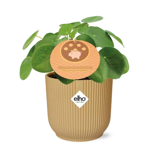 Pilea Peperomioides 12cm im gelben ELHO Vibes Fold Übertopf