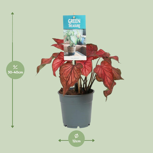 Caladium Rood – Tropische, pflegeleichte Zimmerpflanze Ø12cm