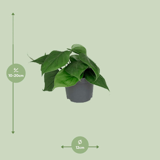Philodendron Scandens – Pflegeleichte Zimmerpflanze Ø12cm