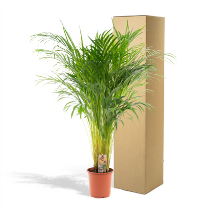 Areca-Palme Ø21cm – Luftreinigende Zimmerpflanze bis 110cm