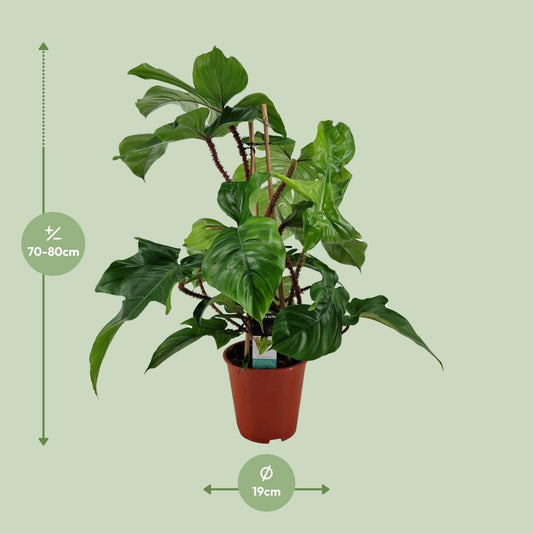 Philodendron Squamiferum – Pflegeleichte Zimmerpflanze Ø19cm