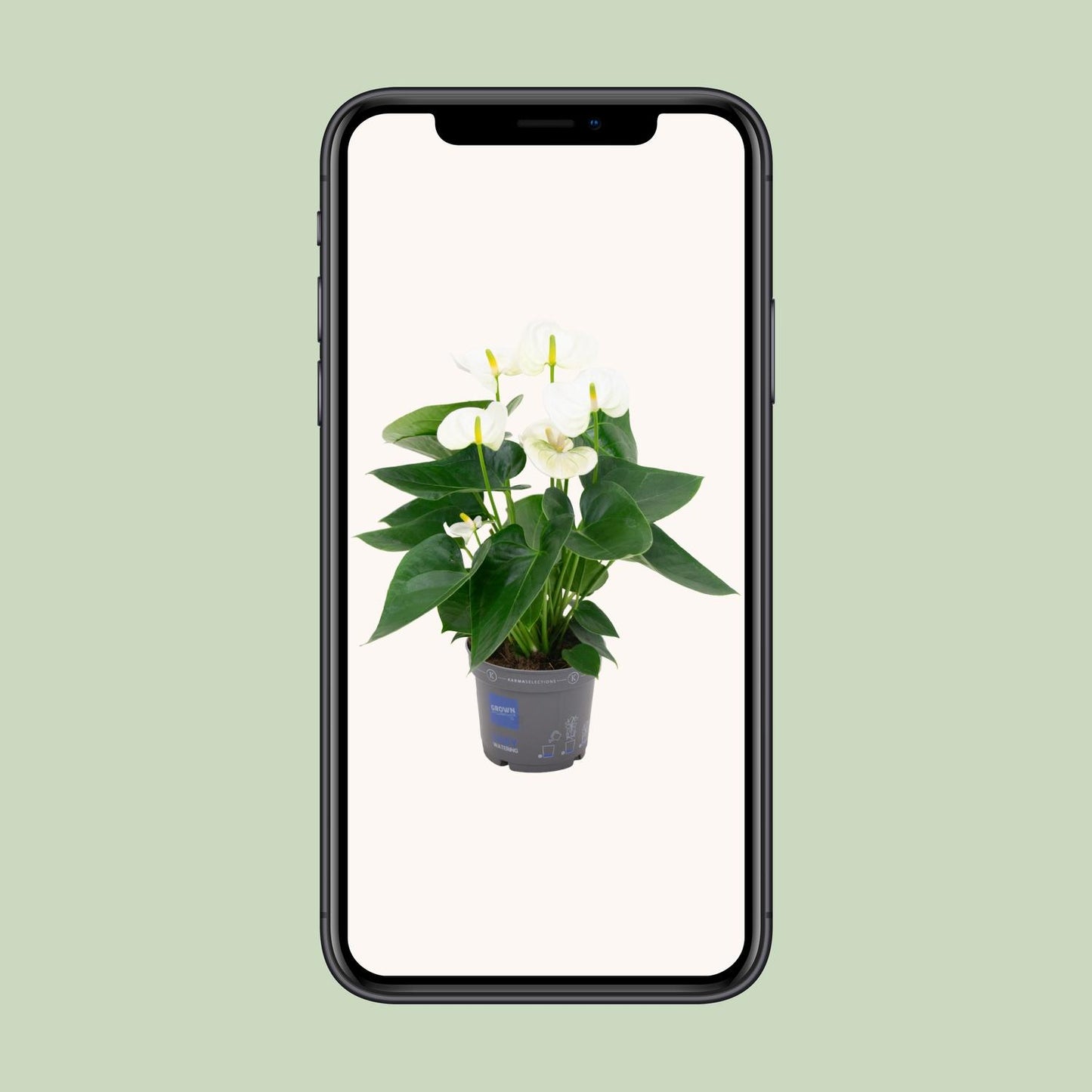 Anthurium White – Elegante Flamingoblume Ø12cm