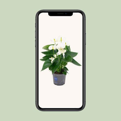 Anthurium White – Elegante Flamingoblume Ø12cm