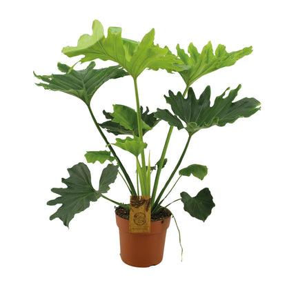 Philodendron Selloum Elefantiana – Pflegeleichte Zimmerpflanze Ø21cm