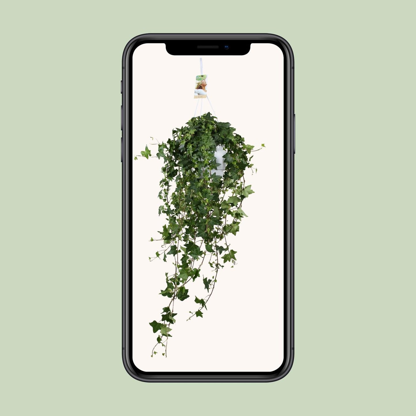 Hedera Helix Pitsburg XXL – Pflegeleichter Efeu Ø17cm