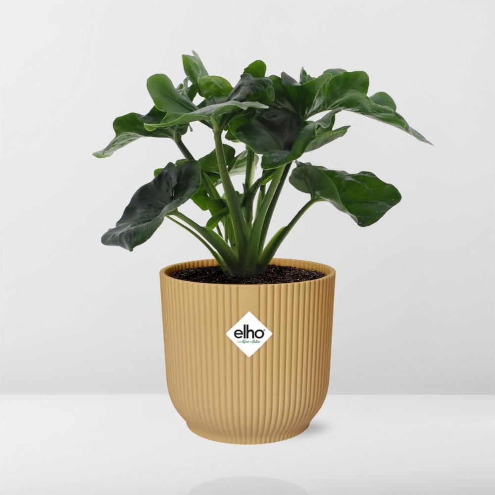 Philodendron Atom in ELHO Vibes Fold 14cm Gelb – Pflegeleicht & Trendpflanze