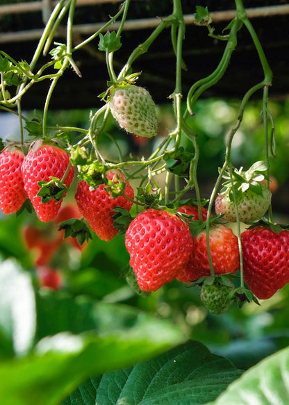 Erdbeere 'Delizzimo' Ø13cm – Bio-Beerenpflanze