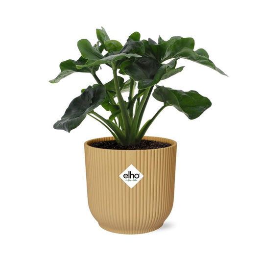 Philodendron Atom in ELHO Vibes Fold 14cm Gelb – Pflegeleicht & Trendpflanze