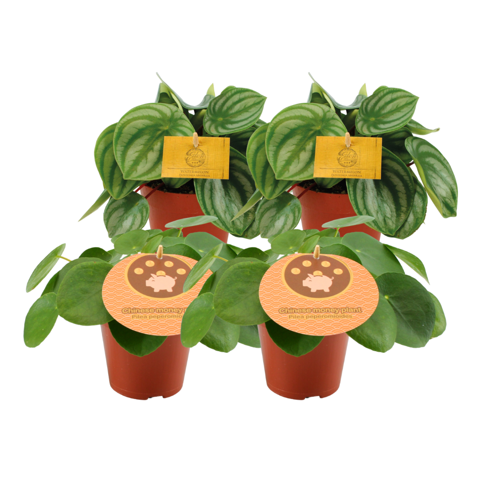 Set 2x Peperomia Argyreia & 2x Pilea Peperomioides Ø12cm