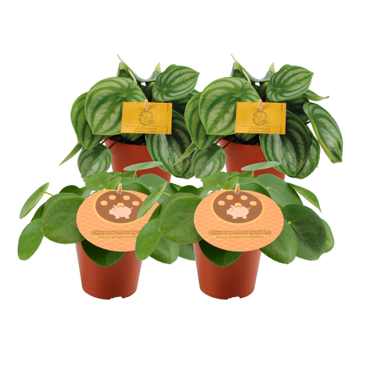 Set 2x Peperomia Argyreia & 2x Pilea Peperomioides Ø12cm