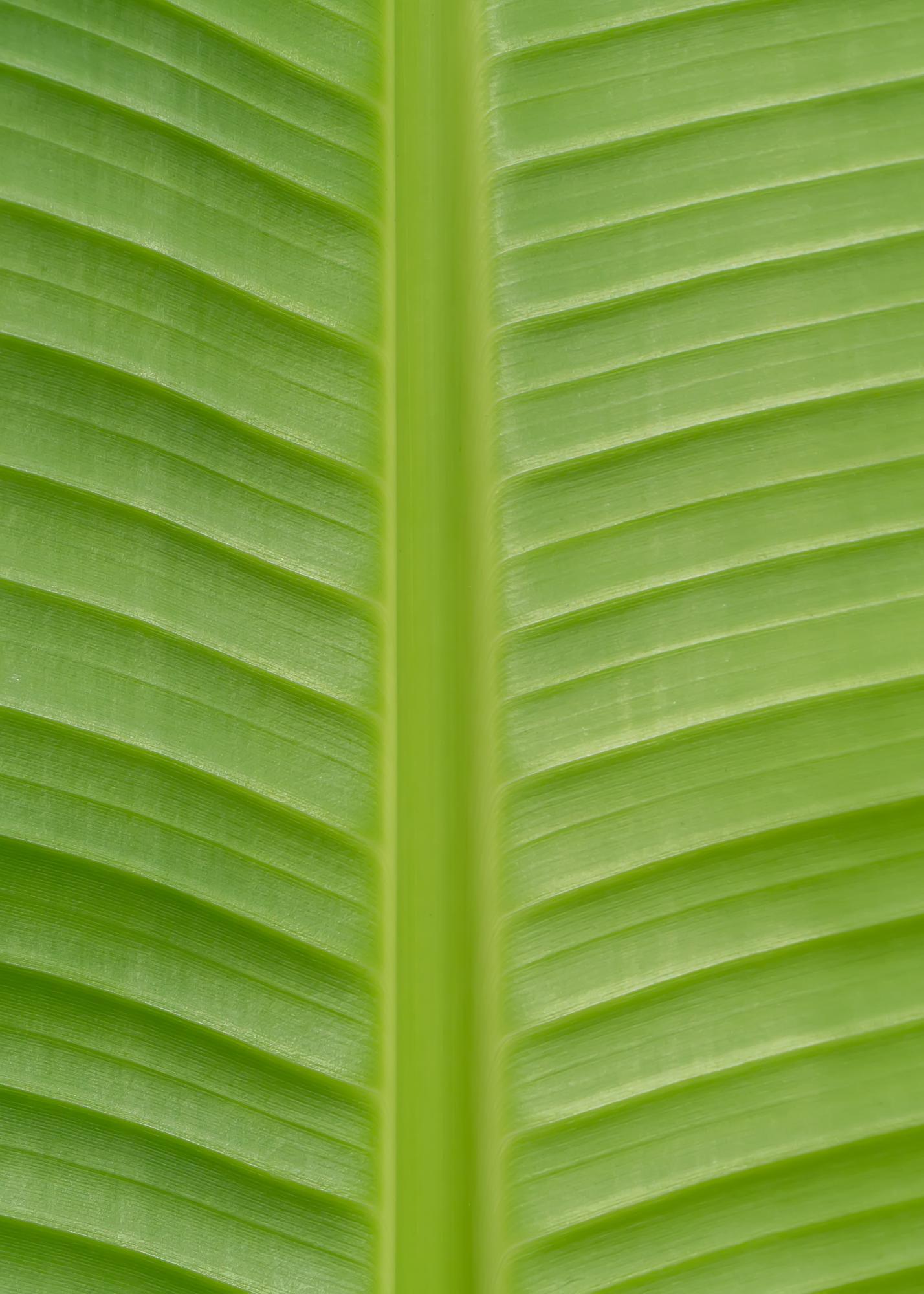 Musa Basjoo – Winterharter Bananenbaum Ø15cm Topf