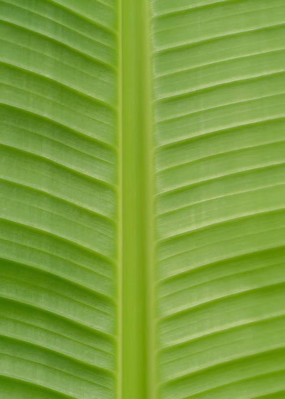 Musa Basjoo – Winterharter Bananenbaum Ø15cm Topf