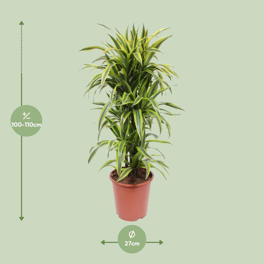 Dracaena Lemon Lime – Pflegeleichte Zimmerpflanze Ø27cm