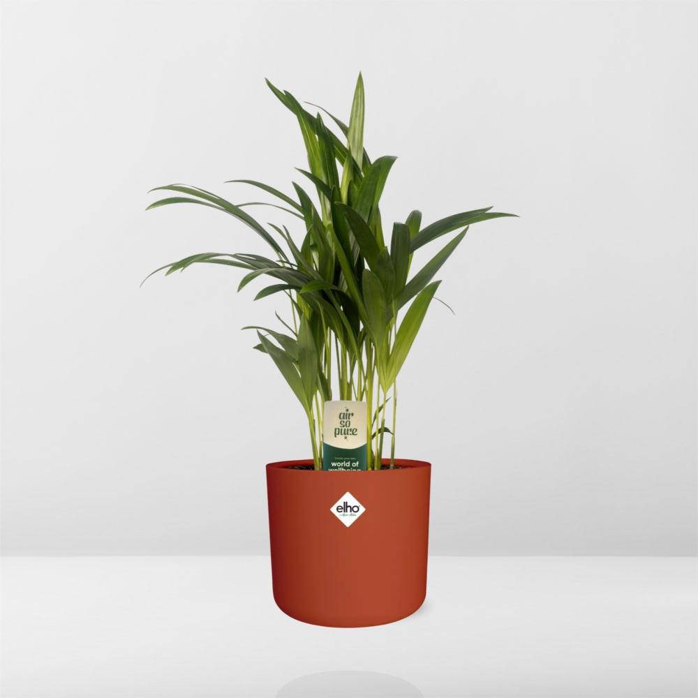 Dypsis Lutescens Bambuspalme 12 cm im ELHO b.for soft Topf
