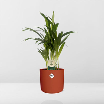 Dypsis Lutescens Bambuspalme 12 cm im ELHO b.for soft Topf