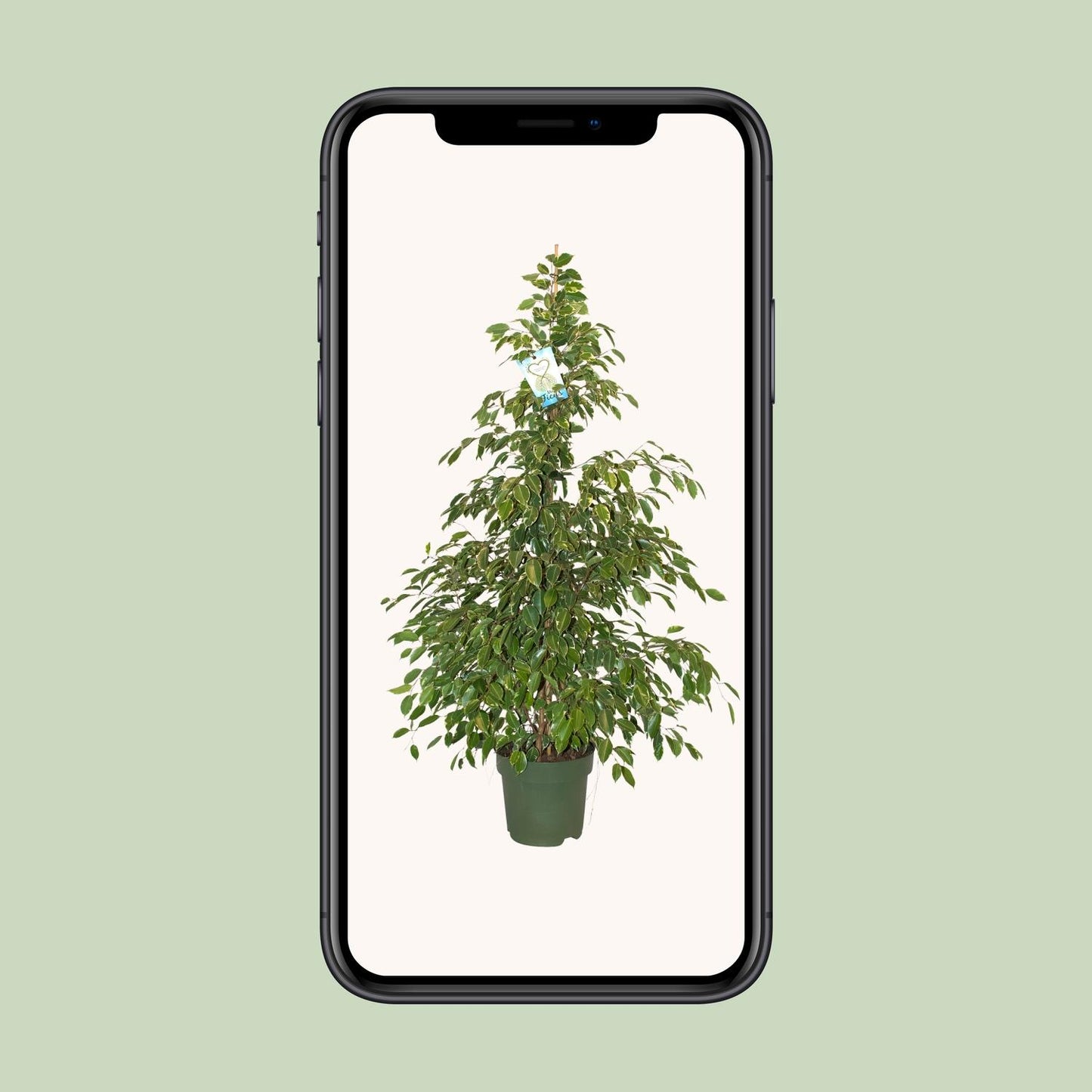 Ficus Benjamina Golden King – Pflegeleichte Zimmerpflanze Ø27cm