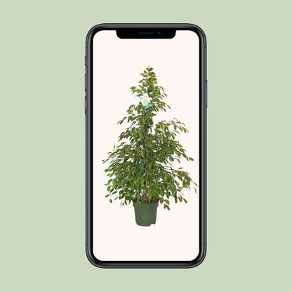 Ficus Benjamina Golden King – Pflegeleichte Zimmerpflanze Ø27cm