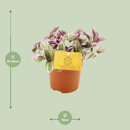 Dreimasterblume 'Sweetness' – Pflegeleichte Zimmerpflanze Ø10,5cm