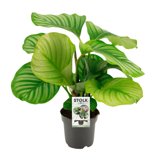 Calathea Orbifolia – Tropische pflegeleichte Zimmerpflanze Ø14cm