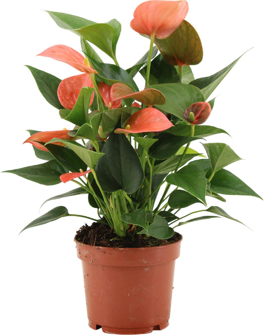 Anthurium Alegria – Pflegeleichte Flamingoblume für modernes Wohnen