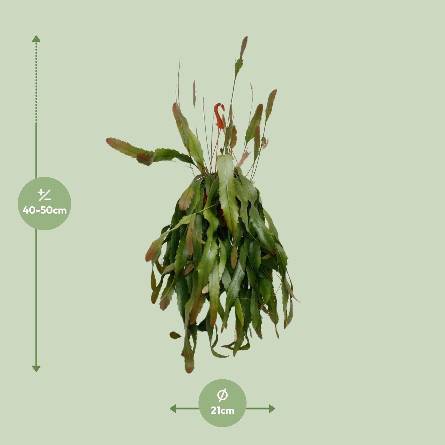 Lepismium Houlletianum Forma Regnelli – Pflegeleichte Hängepflanze Ø21cm