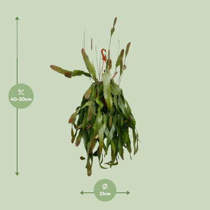 Lepismium Houlletianum Forma Regnelli – Pflegeleichte Hängepflanze Ø21cm