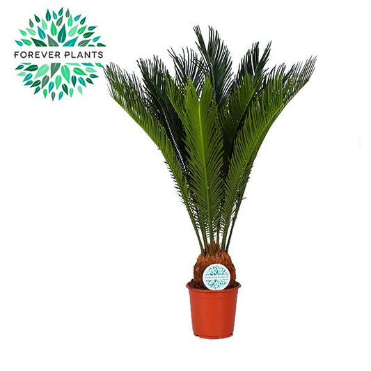 Cycas Revoluta - Robuste Zimmerpflanze Ø21cm