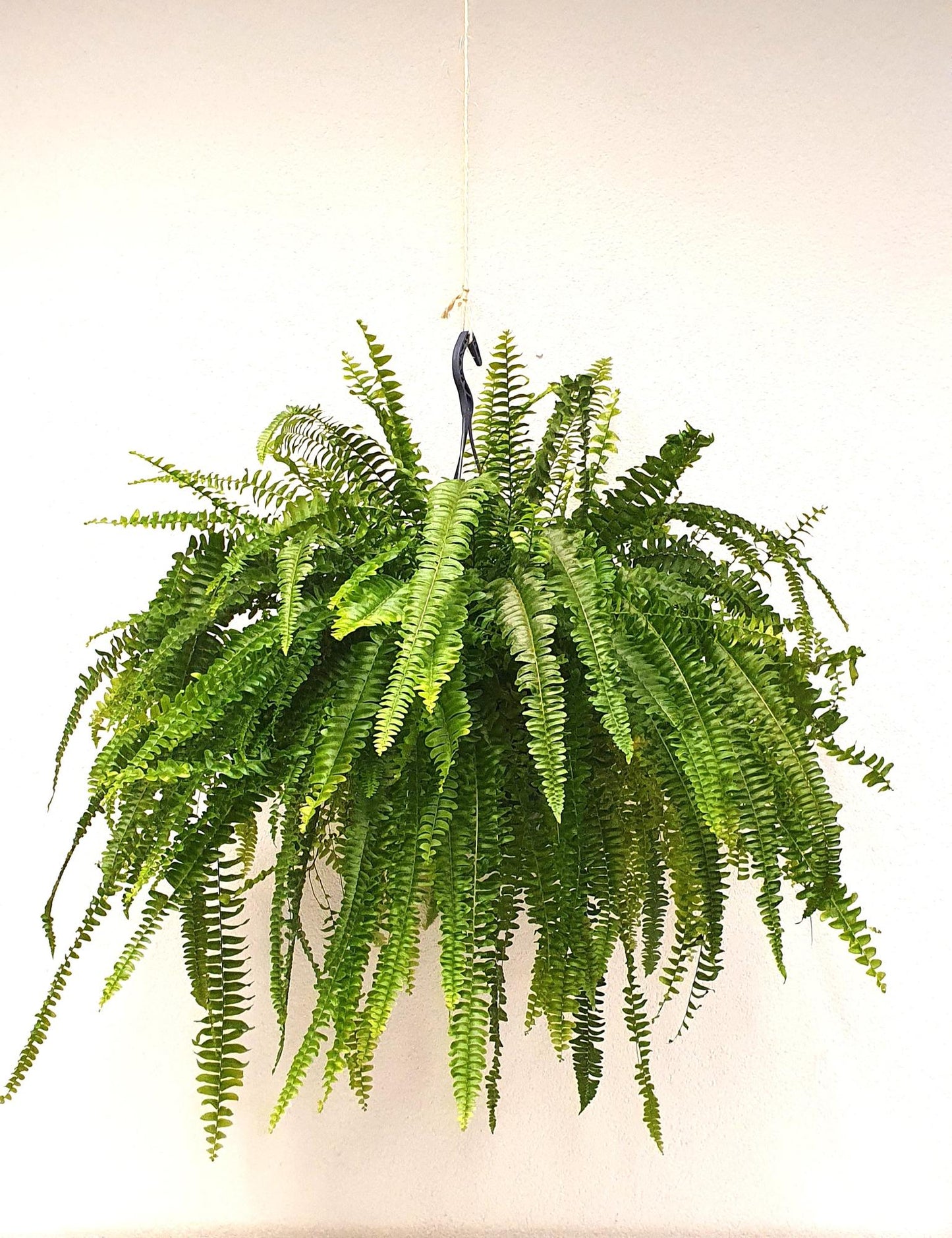 Nephrolepis Green Lady – Luftreinigender Farn Ø23cm