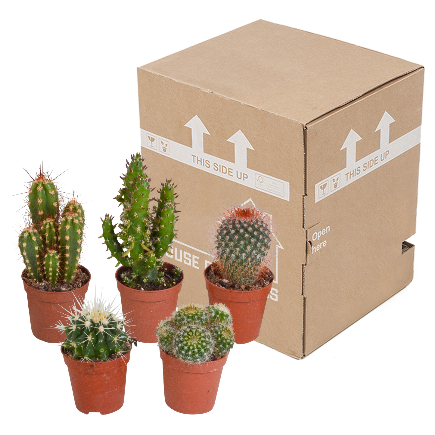 Kakteenmischung 5er Set ohne Topf 5,5 cm