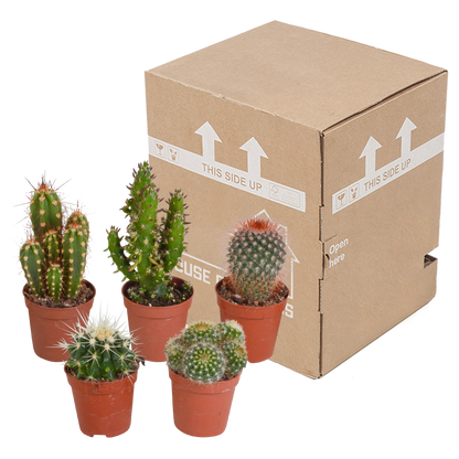 Kakteenmischung 5er Set ohne Topf 5,5 cm