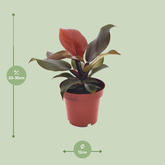 Philodendron Imperial Red – Exotische Zimmerpflanze Ø12cm