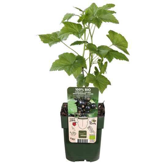 Schwarze Johannisbeere 'Ben Nevis' – Bio-Beerenstrauch Ø13cm