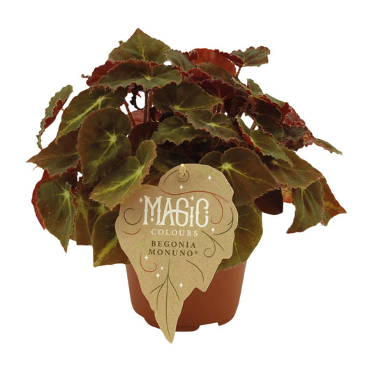 Begonia Rex Montuno – Farbige, pflegeleichte Begonie Ø12 cm