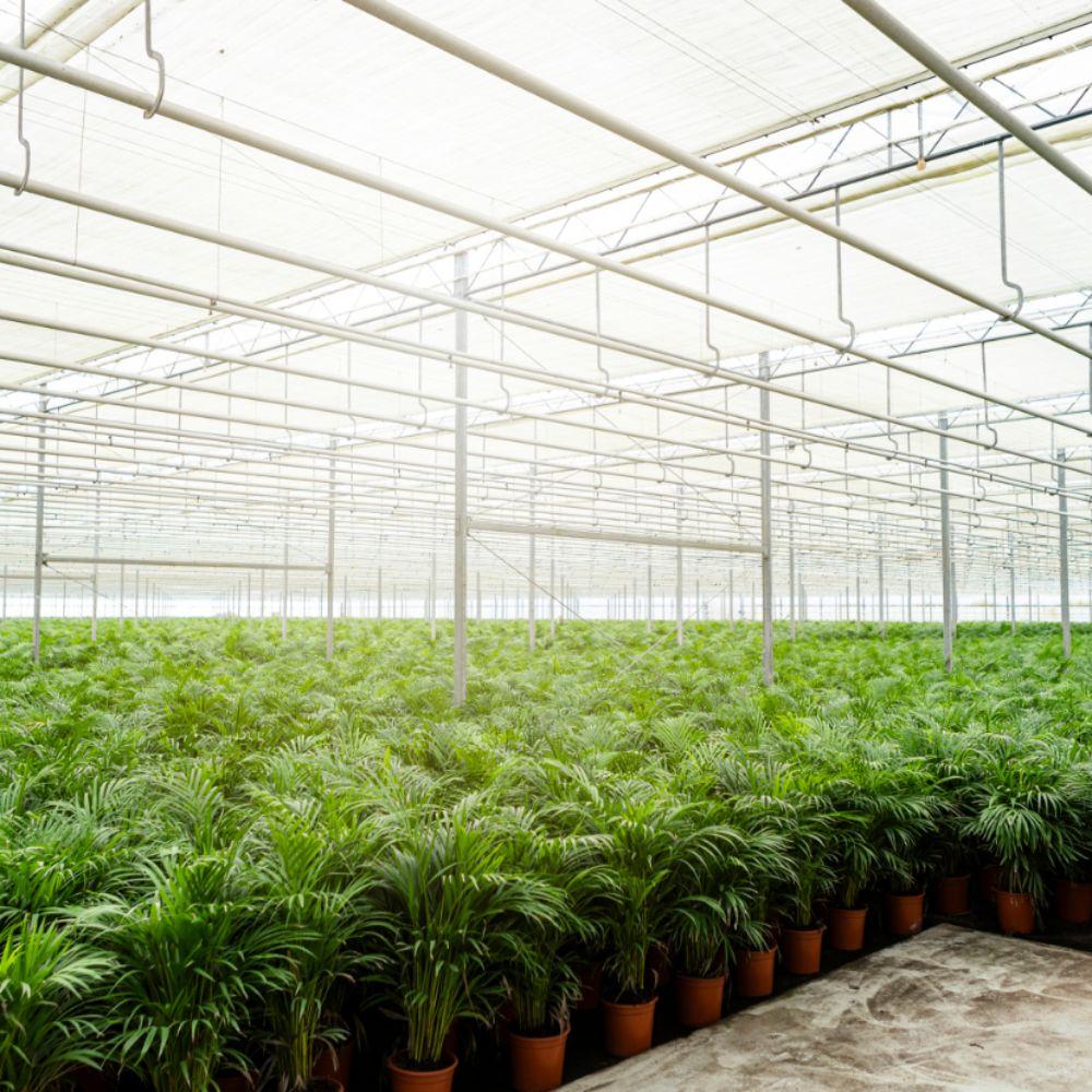 Areca-Palme mit Korb – 130 cm – pflegeleicht & luftreinigend