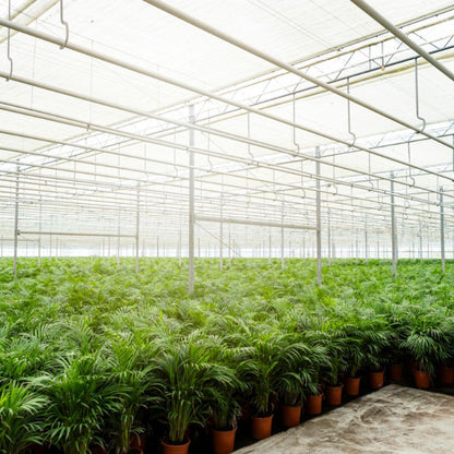 Areca-Palme mit Korb – 130 cm – pflegeleicht & luftreinigend