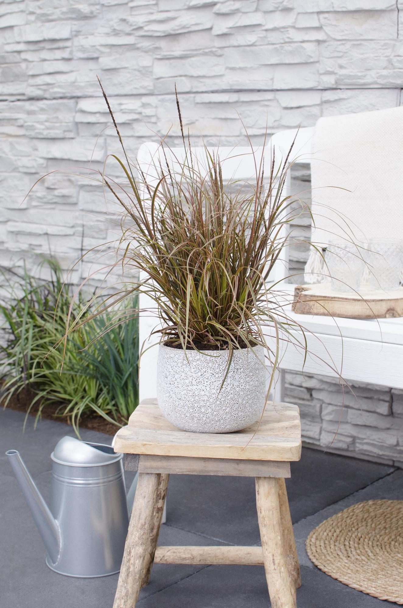 Uncinia rubra Everflame – Rotes Ziergras Ø19cm