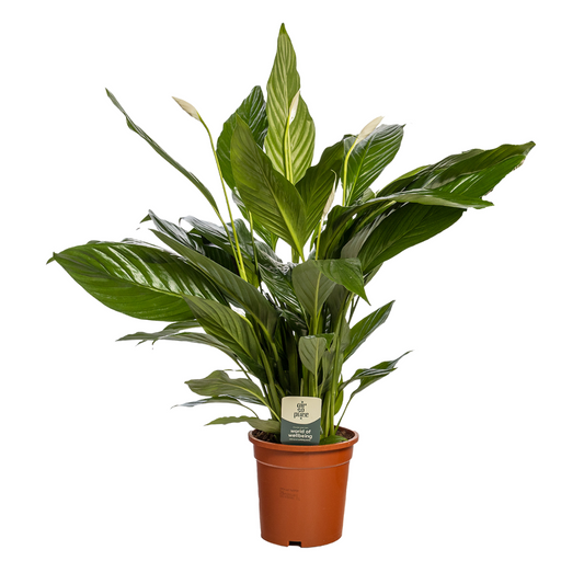 Spathiphyllum 'Sweet Lauretta' – Pflegeleichte Zimmerpflanze Ø19cm