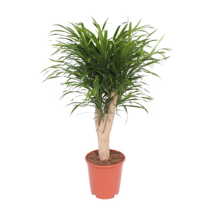 Dracaena Reflexa Anita – Exotischer Drachenbaum Ø24cm, 100cm hoch