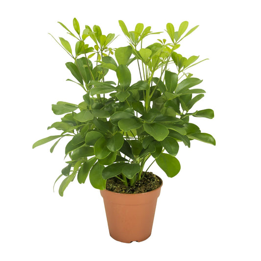 Schefflera Nora – Pflegeleichte, luftreinigende Zimmerpflanze Ø13cm