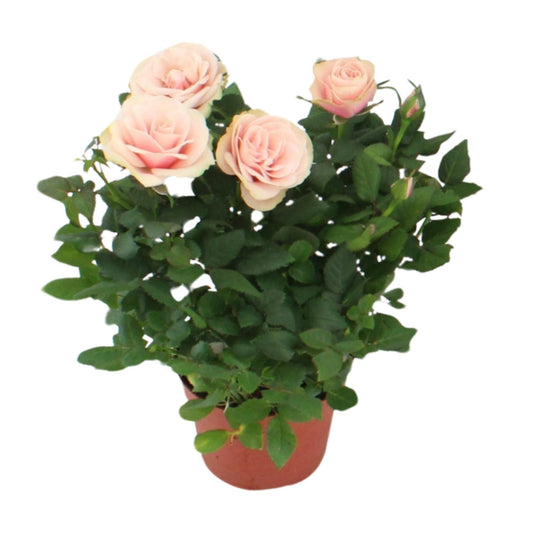 Topfrose Rosa Light Pink Ø12cm, 29cm hoch