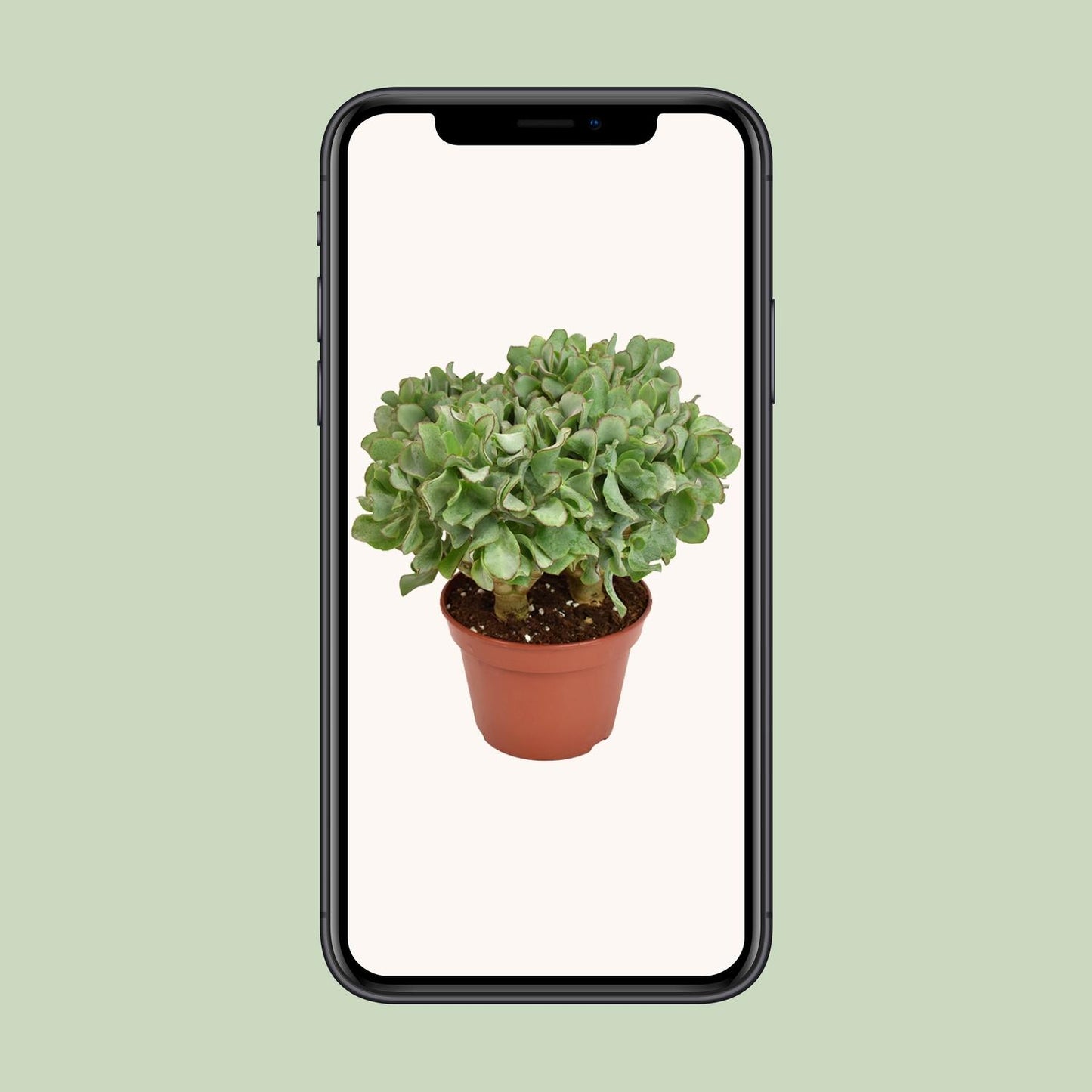 Crassula Arborescens Undulatifolia – Silberdollar-Pflanze Ø15cm